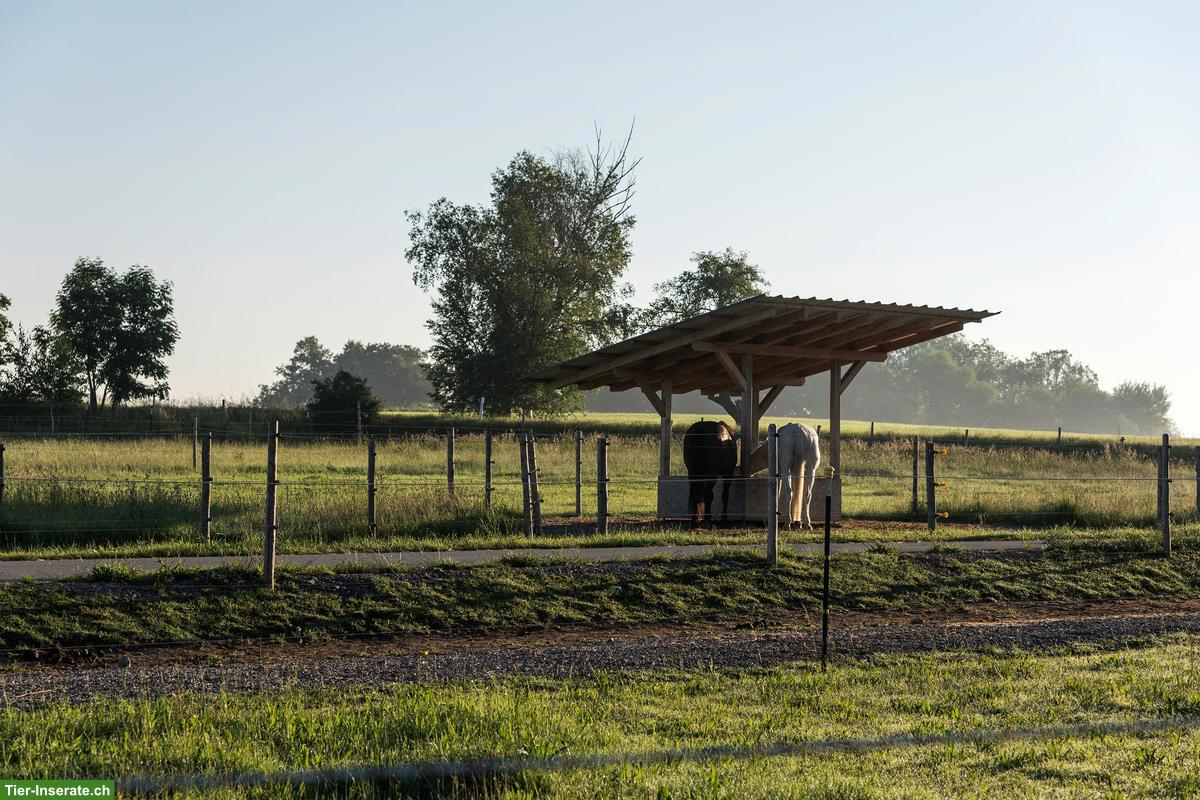 Bild 5: Offenstallplätze für (Allergiker-)Pferde frei! 88364 Wolfegg BW