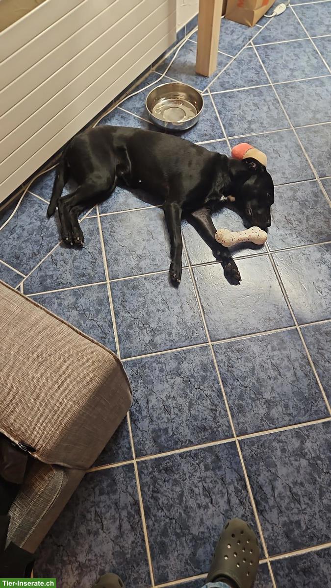 Bild 2: Mischlingshündin Maluk sucht ein neues zuhause