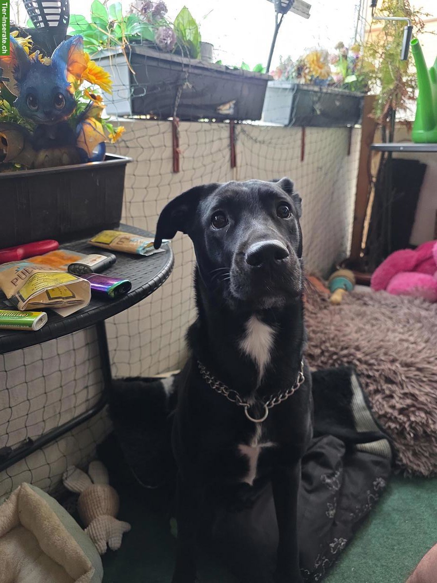 Bild 3: Mischlingshündin Maluk sucht ein neues zuhause