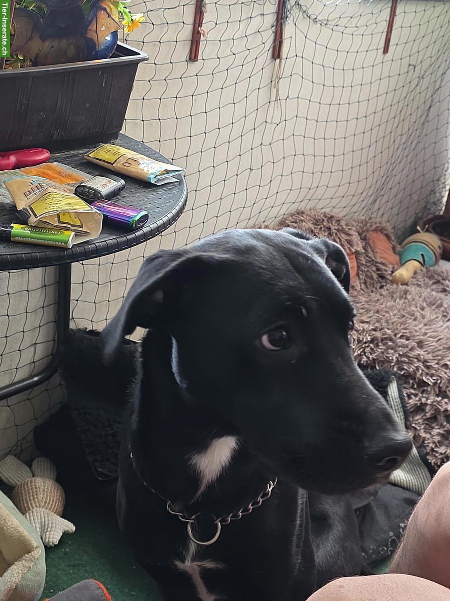 Bild 4: Mischlingshündin Maluk sucht ein neues zuhause