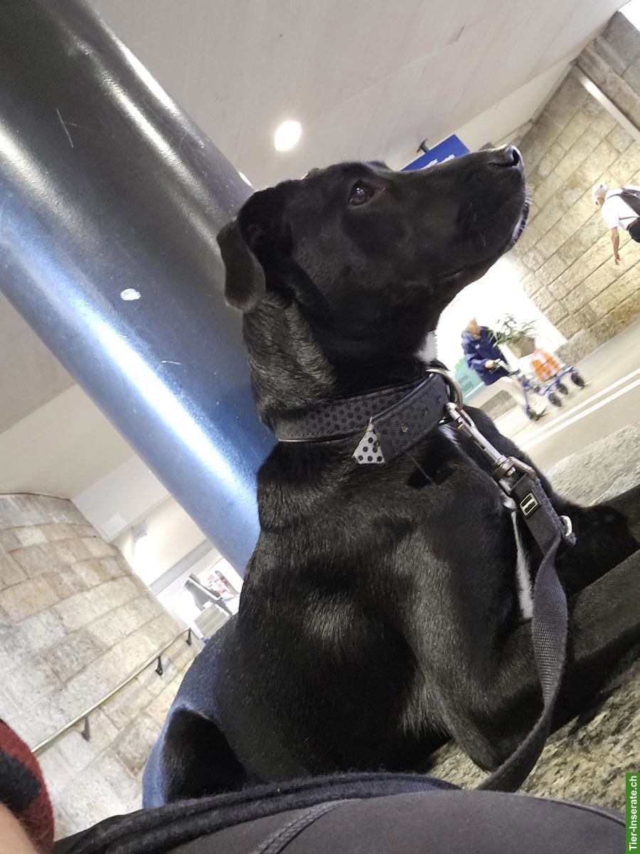 Bild 5: Mischlingshündin Maluk sucht ein neues zuhause