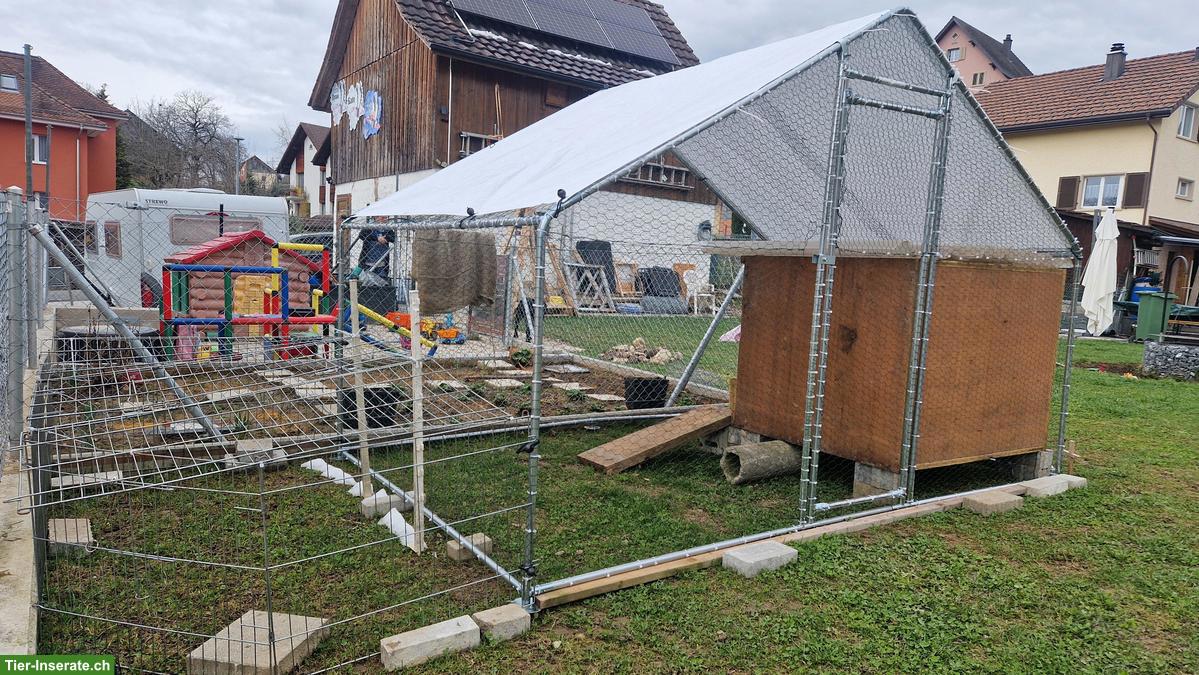 Bieten für Meerschweinchen ein tolles Zuhause mit Freilauf