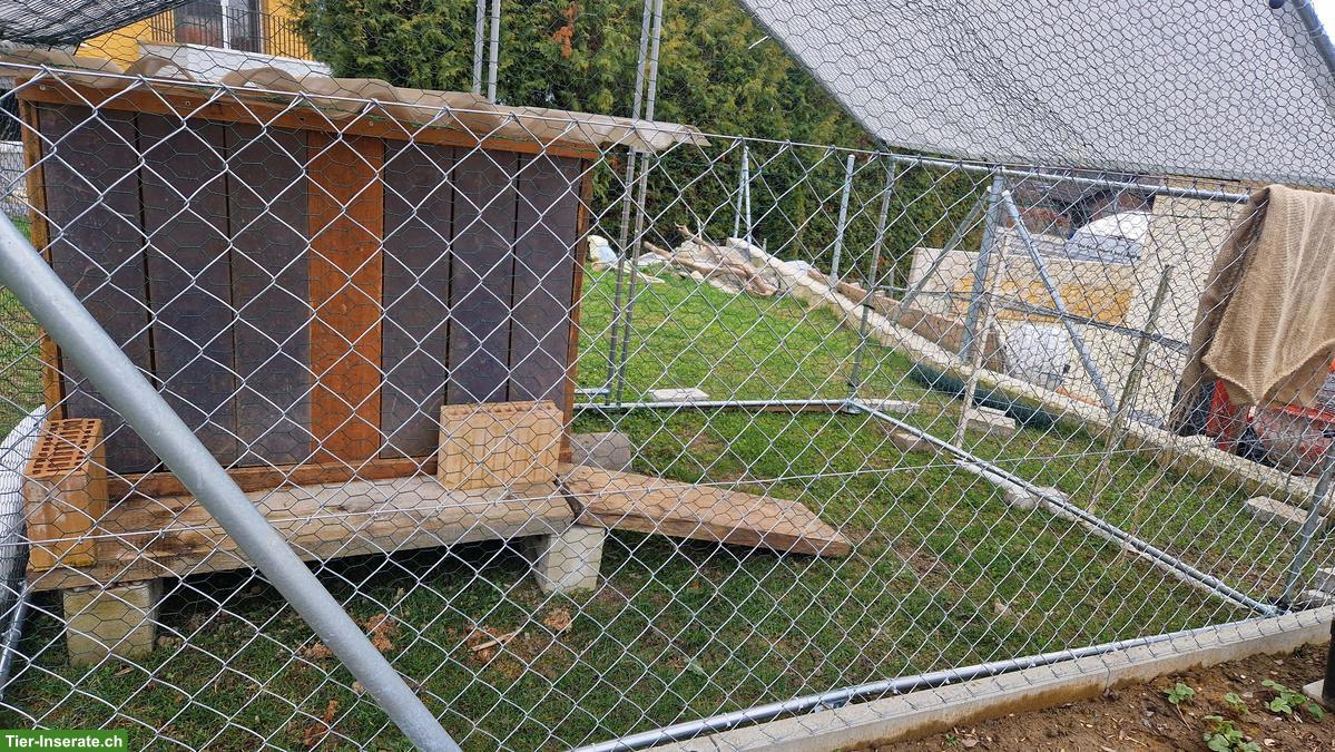 Bild 2: Bieten für Meerschweinchen ein tolles Zuhause mit Freilauf