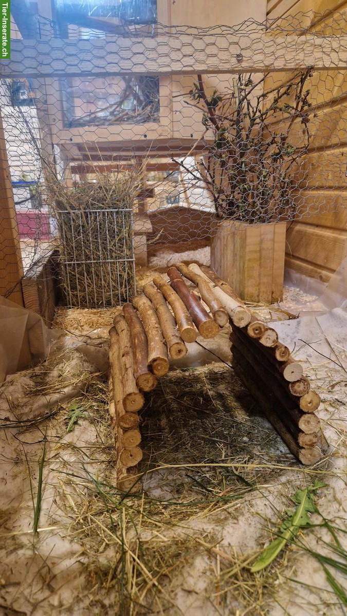 Bild 4: Bieten für Meerschweinchen ein tolles Zuhause mit Freilauf