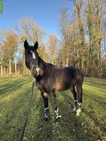 Englischer Vollblutwallach, zuverlässiger Sport- und Freizeitpartner