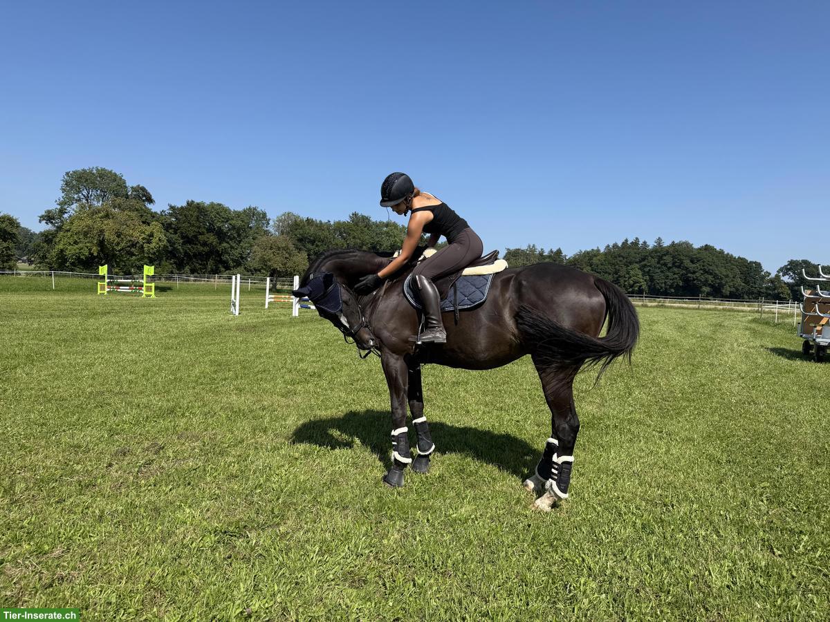 Bild 2: Englischer Vollblutwallach, zuverlässiger Sport- und Freizeitpartner