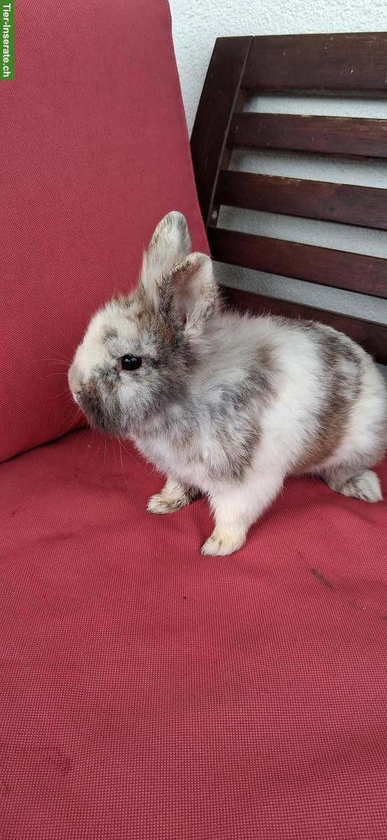 Zwergkaninchen Deckbock sucht neuen Platz