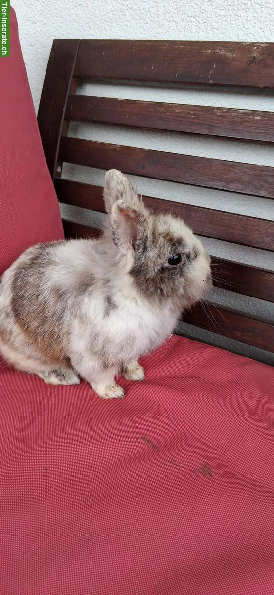 Bild 2: Zwergkaninchen Deckbock sucht neuen Platz