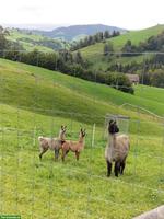 Lamas Verkauf infolge Herden Minimierung