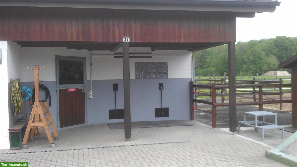 2 grosse Pferdeboxen mit direktem Auslauf in Dulliken SO