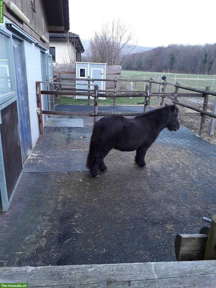 Bild 2: 2 grosse Pferdeboxen mit direktem Auslauf in Dulliken SO