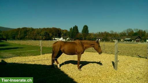 Bild 4: 2 grosse Pferdeboxen mit direktem Auslauf in Dulliken SO