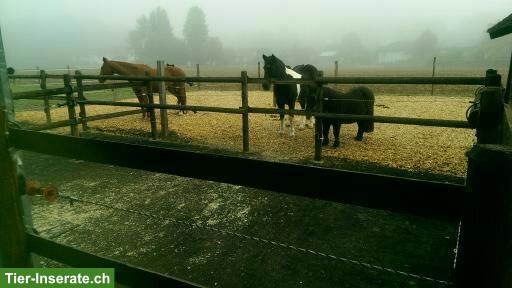 Bild 5: 2 grosse Pferdeboxen mit direktem Auslauf in Dulliken SO