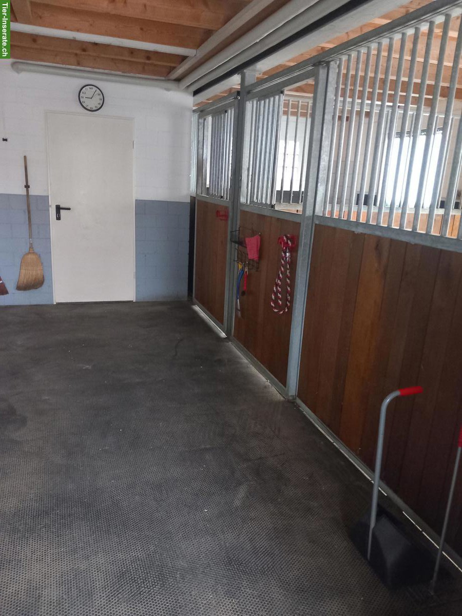 Bild 6: 2 grosse Pferdeboxen mit direktem Auslauf in Dulliken SO