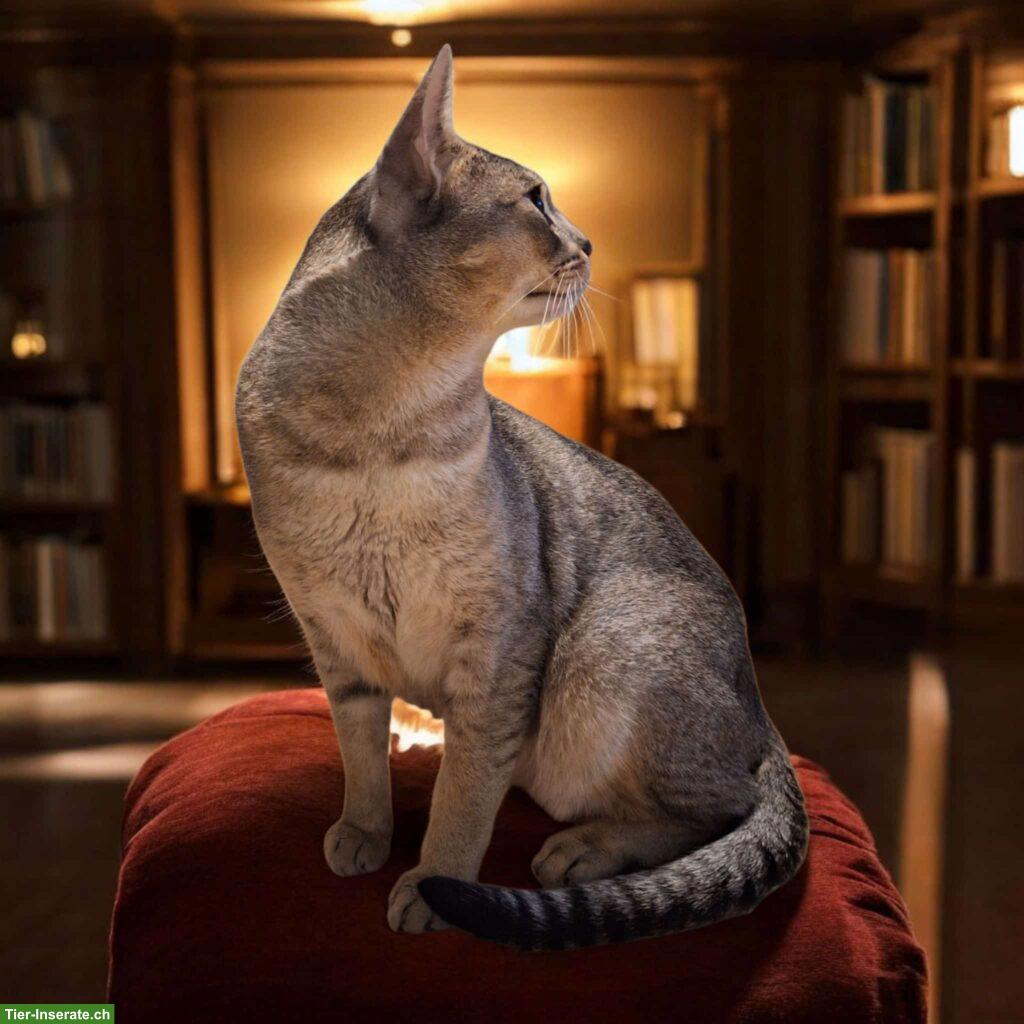 Ocicat x Abessinier Kater, schwarz silber getickt, kastriert