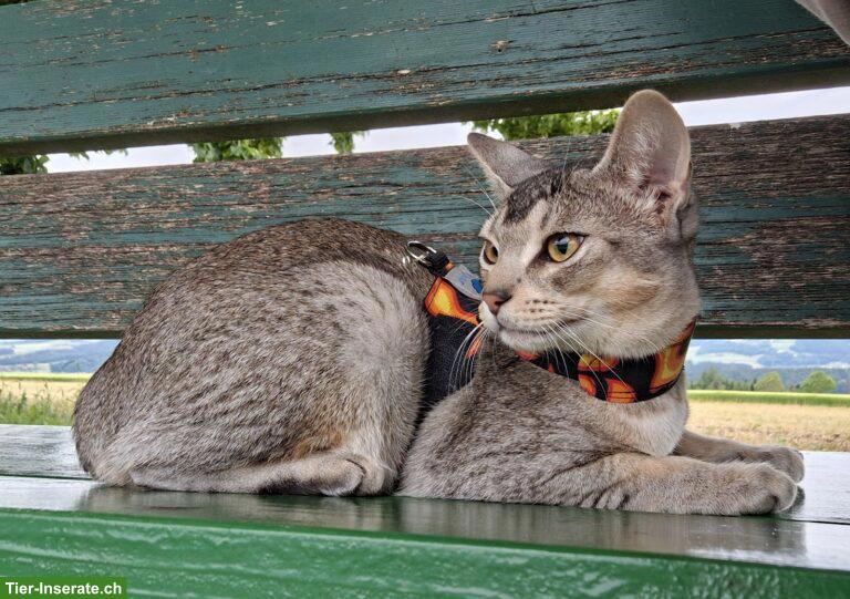 Bild 2: Ocicat x Abessinier Kater, schwarz silber getickt, kastriert