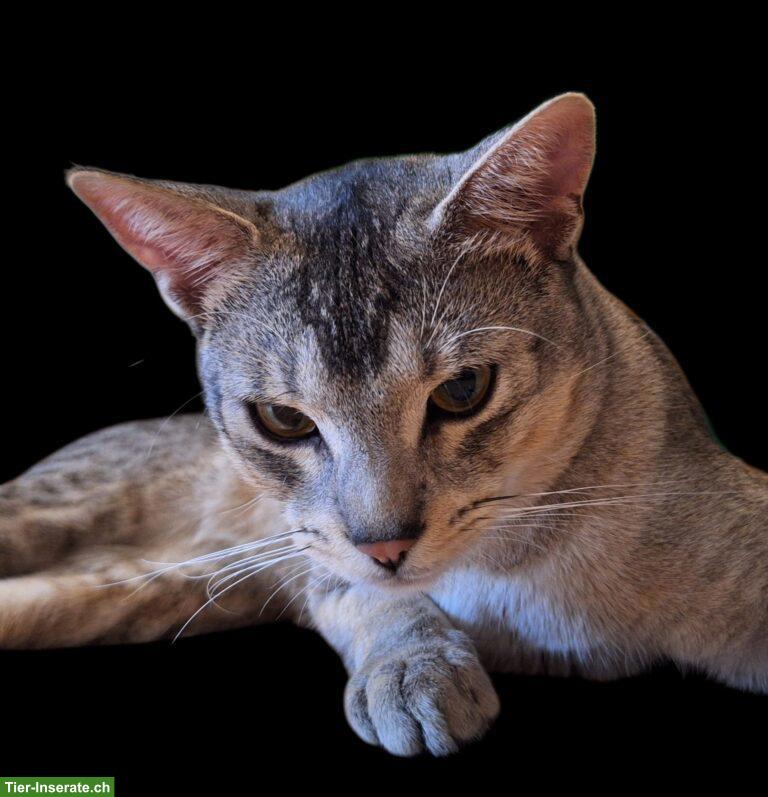 Bild 3: Ocicat x Abessinier Kater, schwarz silber getickt, kastriert