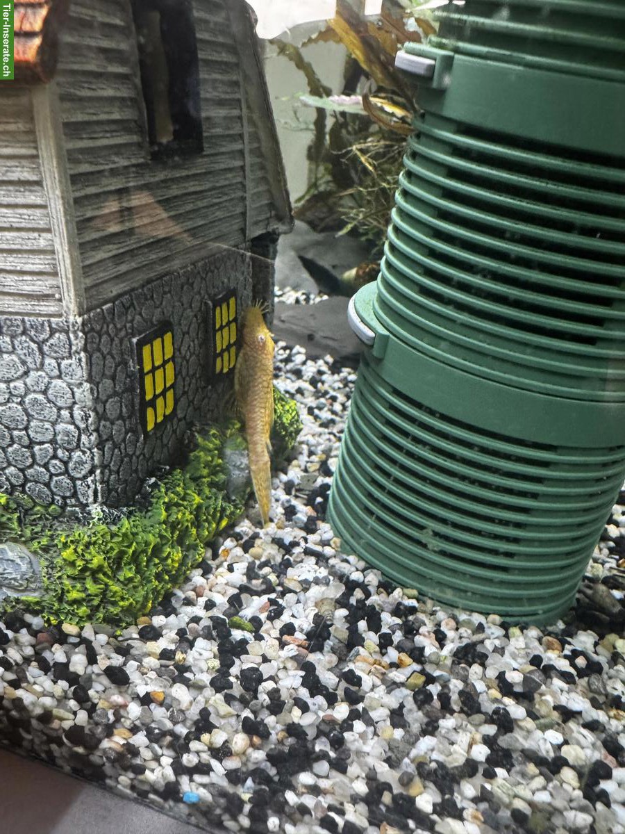 Antennenwelse, männlich, schwarz & Albino