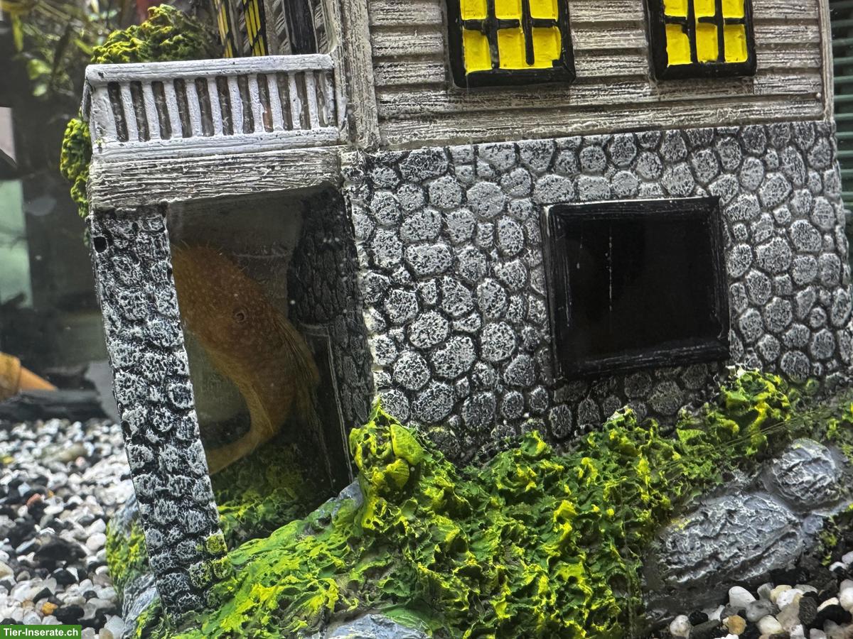 Bild 2: Antennenwelse, männlich, schwarz & Albino