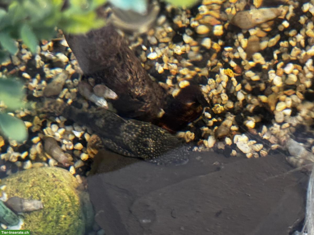 Bild 3: Antennenwelse, männlich, schwarz & Albino