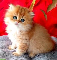 Reinrassige BKH Kitten mit Stammbaum zu verkaufen