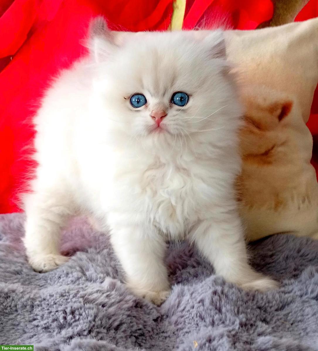 Bild 10: Reinrassige BKH Kitten mit Stammbaum zu verkaufen