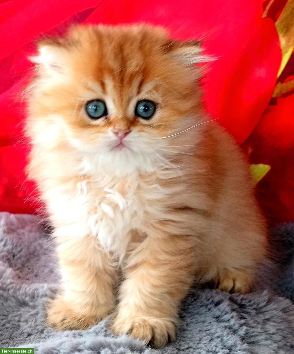 Bild 2: Reinrassige BKH Kitten mit Stammbaum zu verkaufen