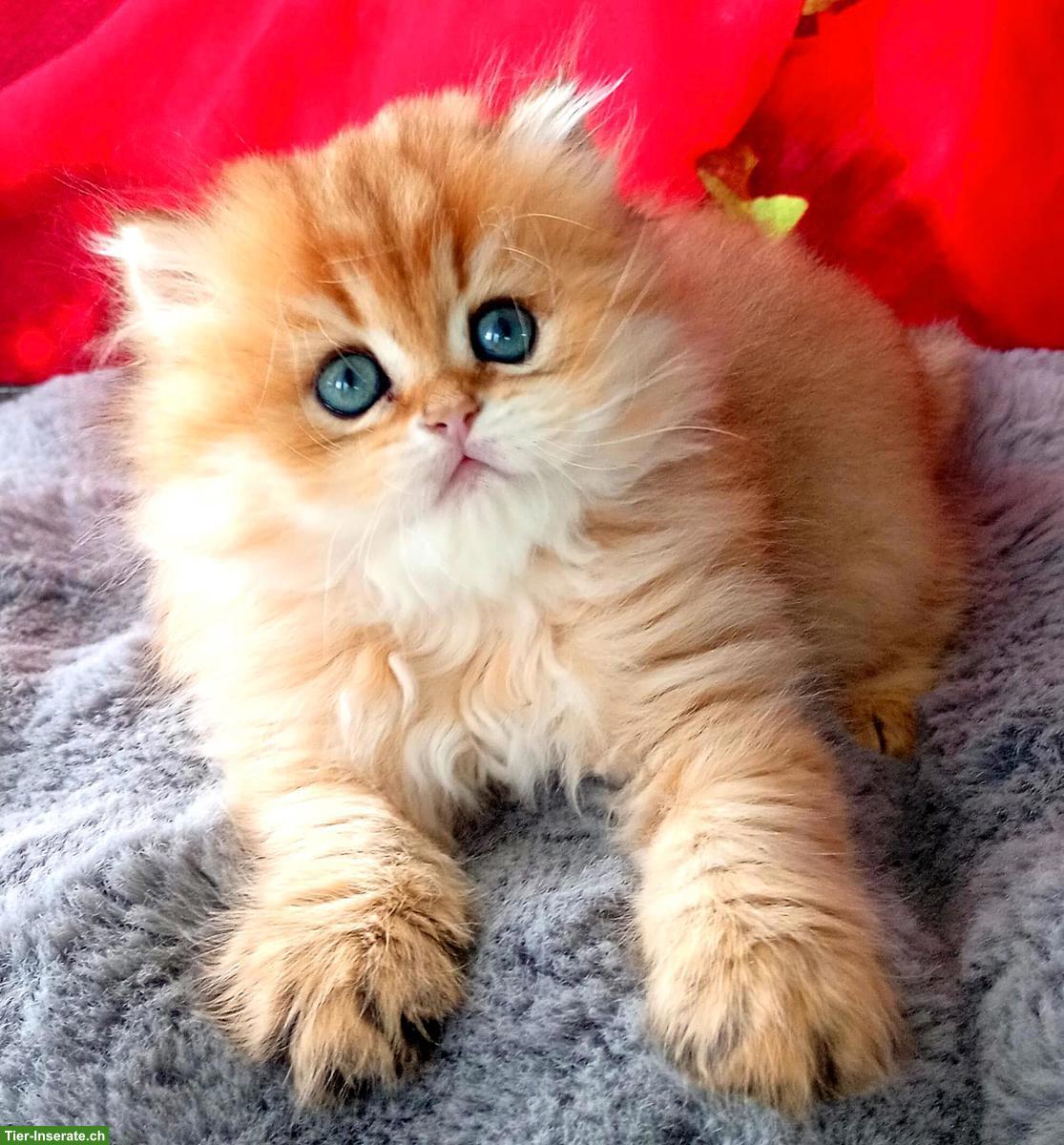 Bild 3: Reinrassige BKH Kitten mit Stammbaum zu verkaufen