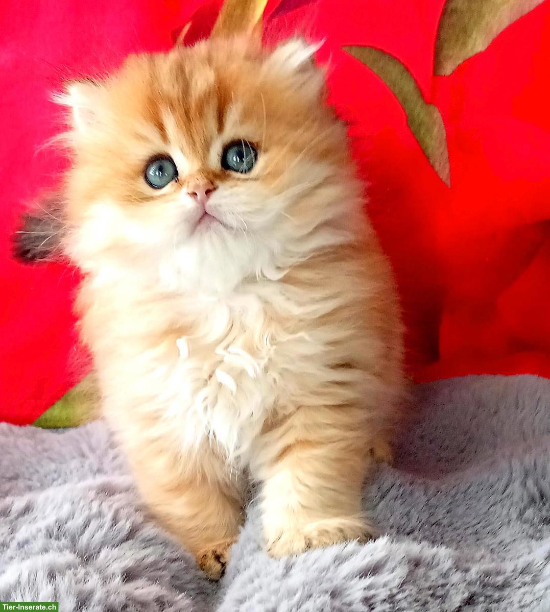 Bild 4: Reinrassige BKH Kitten mit Stammbaum zu verkaufen