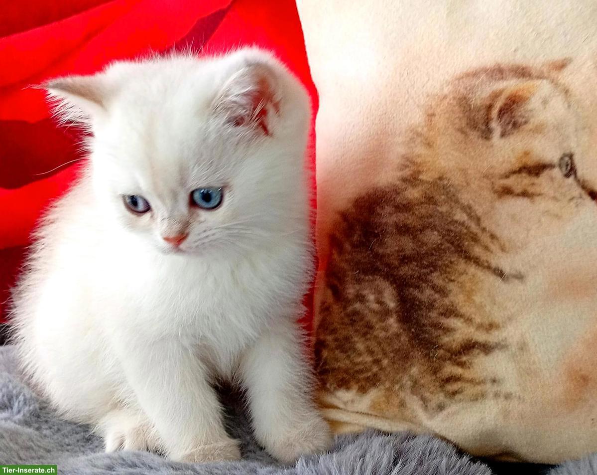 Bild 5: Reinrassige BKH Kitten mit Stammbaum zu verkaufen