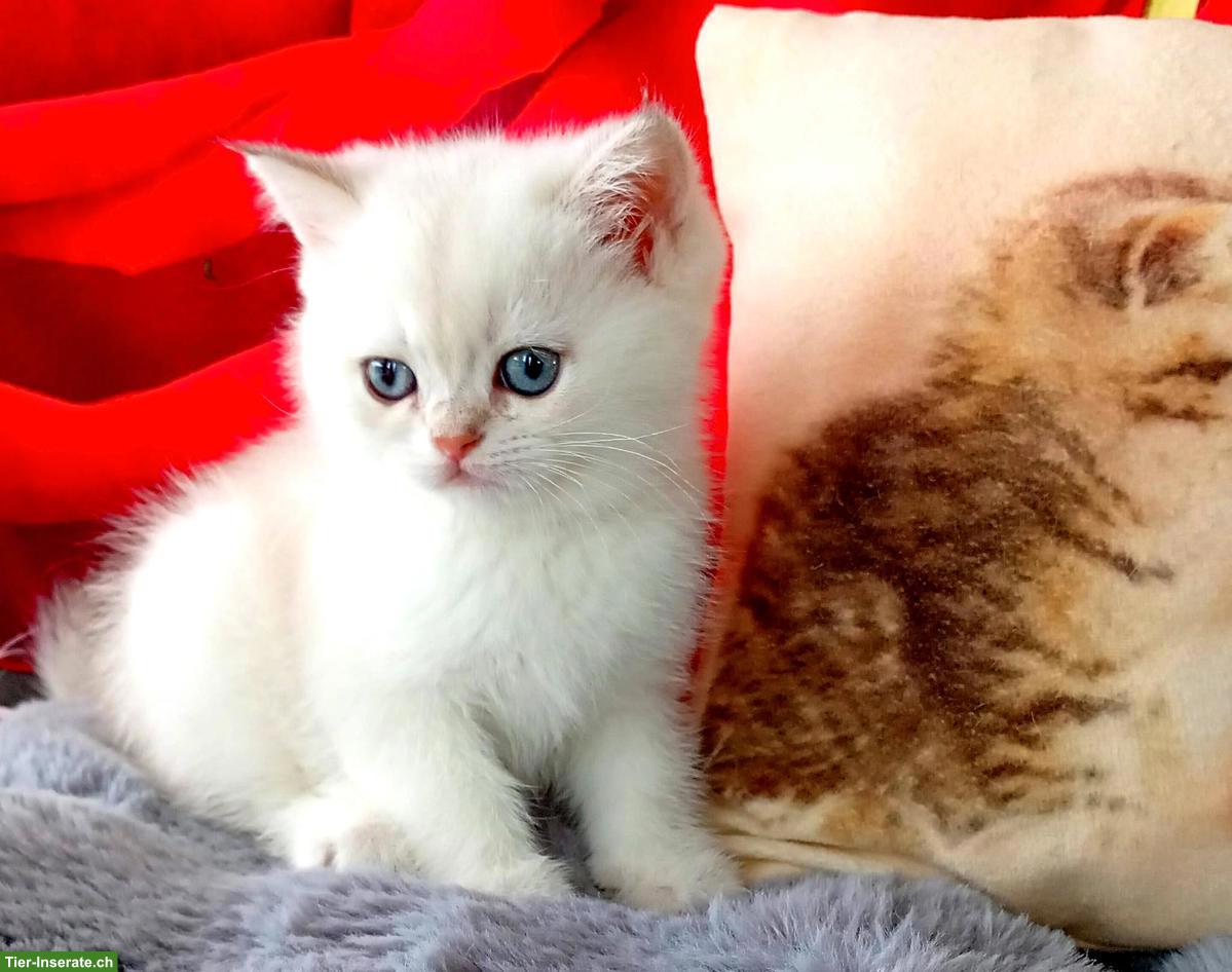 Bild 6: Reinrassige BKH Kitten mit Stammbaum zu verkaufen
