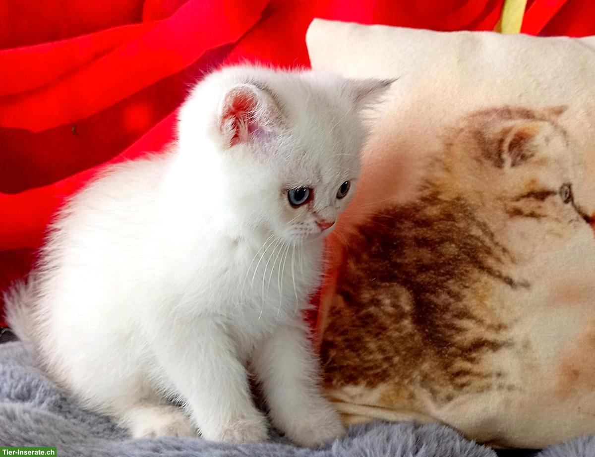Bild 7: Reinrassige BKH Kitten mit Stammbaum zu verkaufen