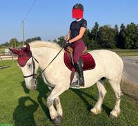 Schweres Polnisches Warmblut, Schimmelstute, geritten & gefahren