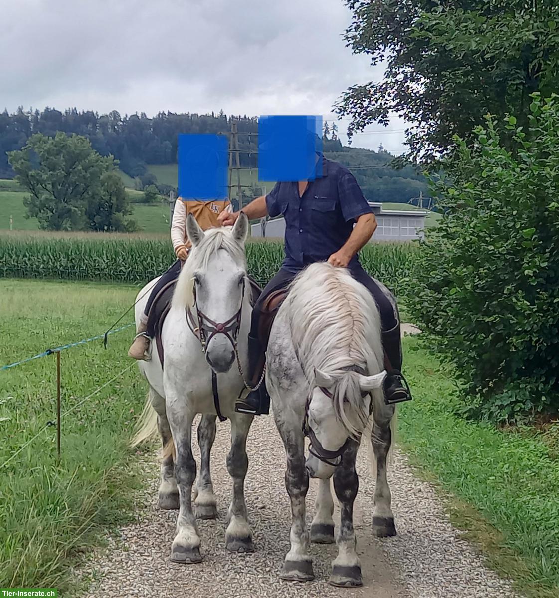 Bild 2: Schweres Polnisches Warmblut, Schimmelstute, geritten & gefahren
