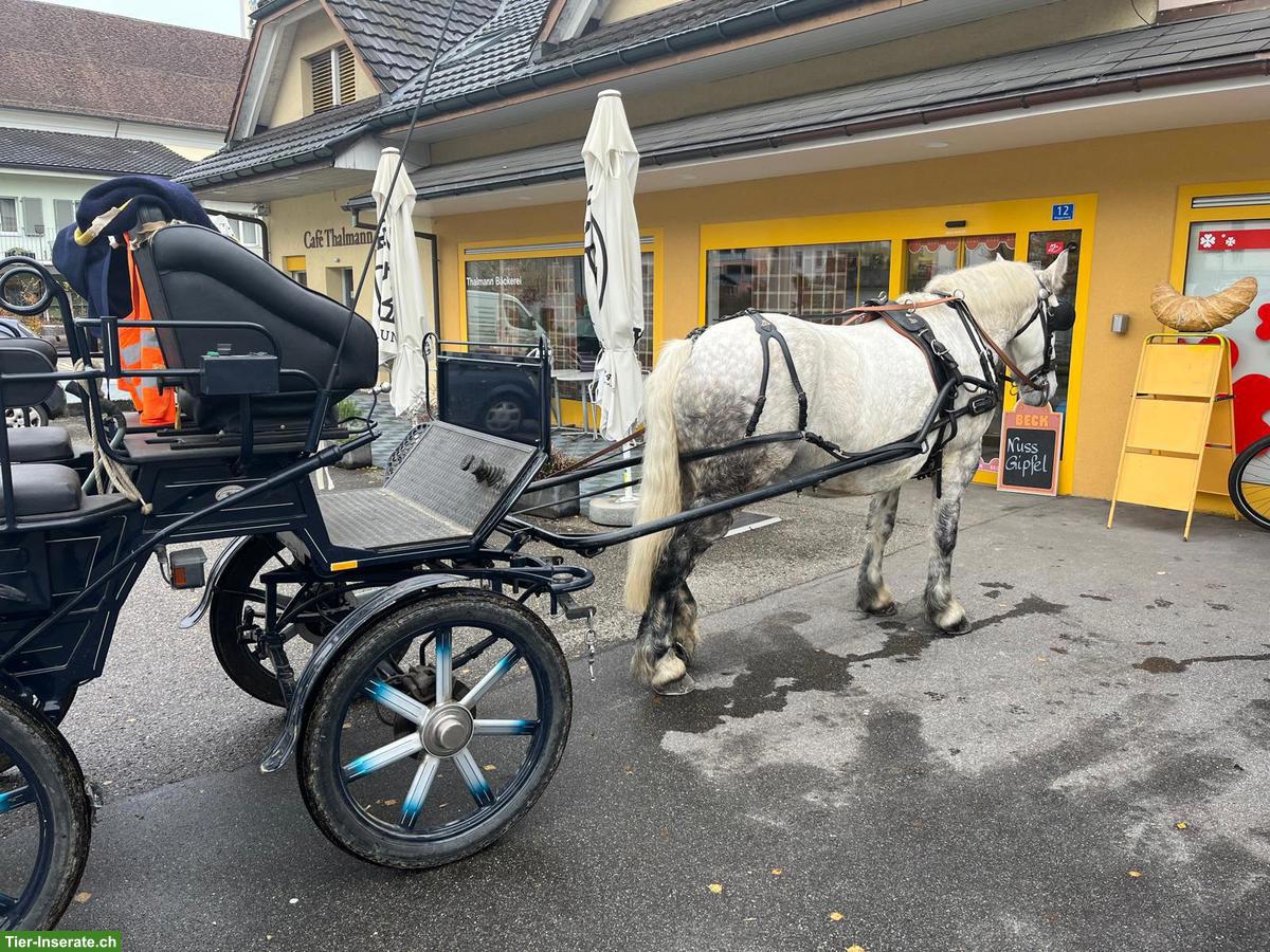 Bild 3: Schweres Polnisches Warmblut, Schimmelstute, geritten & gefahren