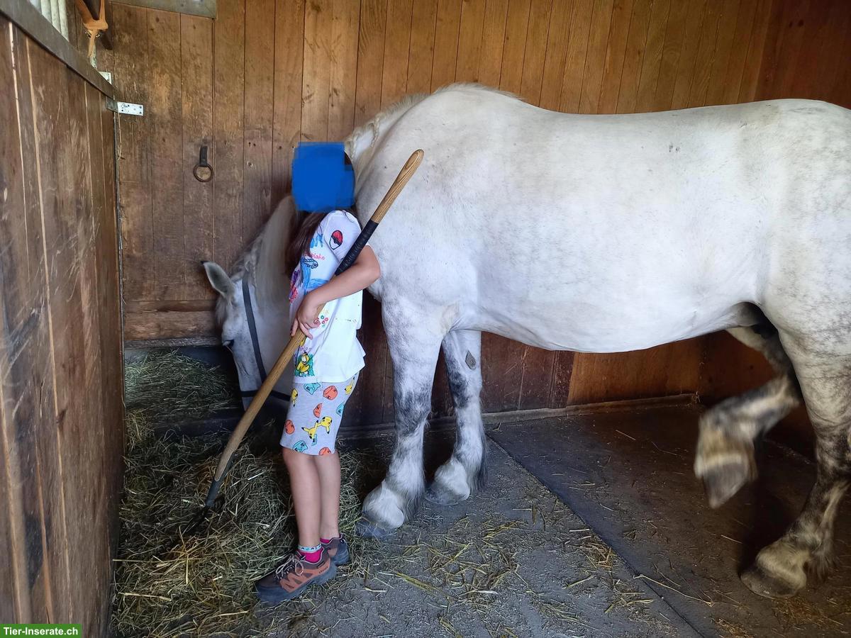 Bild 5: Schweres Polnisches Warmblut, Schimmelstute, geritten & gefahren