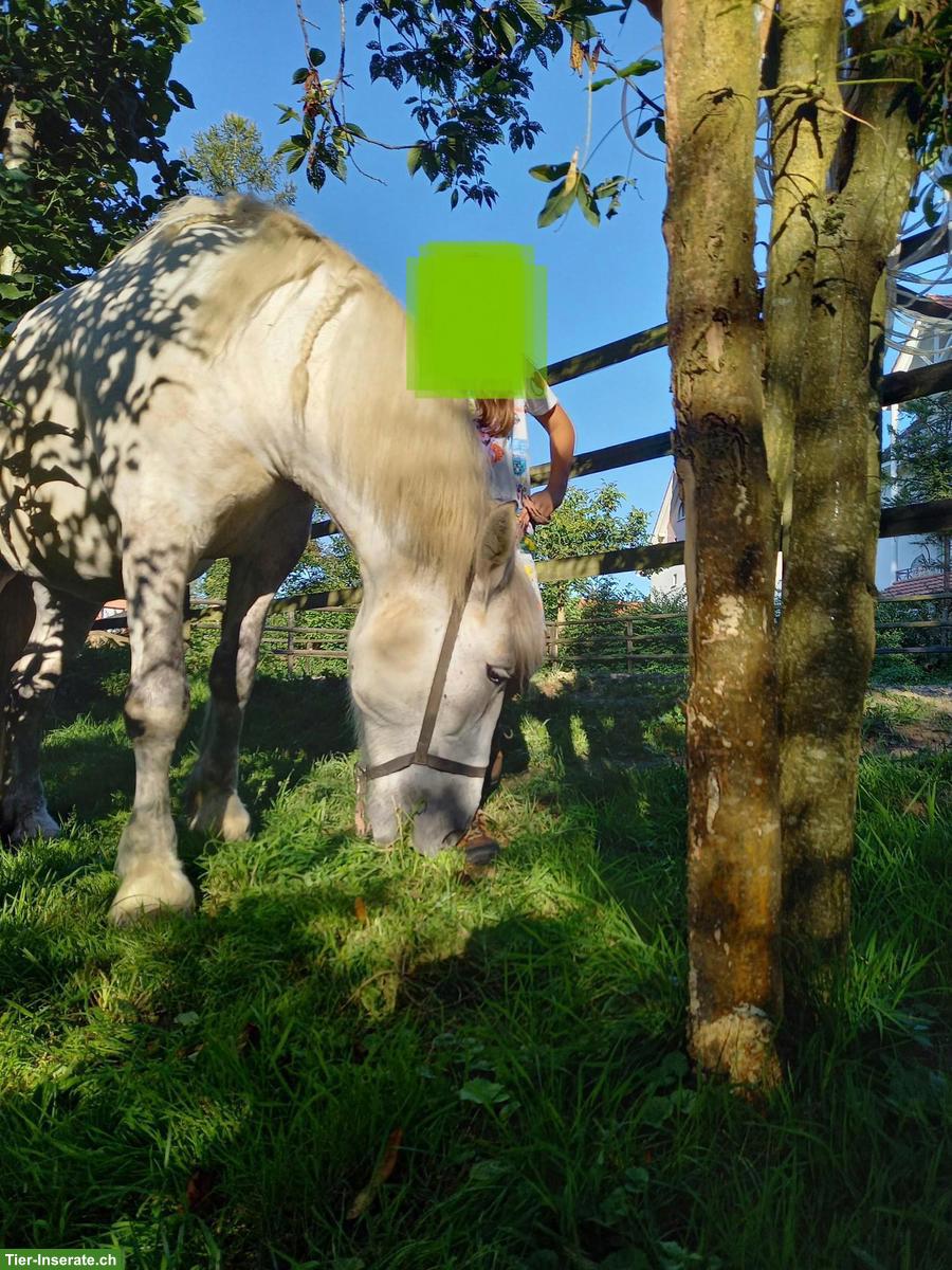 Bild 6: Schweres Polnisches Warmblut, Schimmelstute, geritten & gefahren