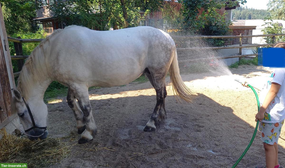 Bild 9: Schweres Polnisches Warmblut, Schimmelstute, geritten & gefahren