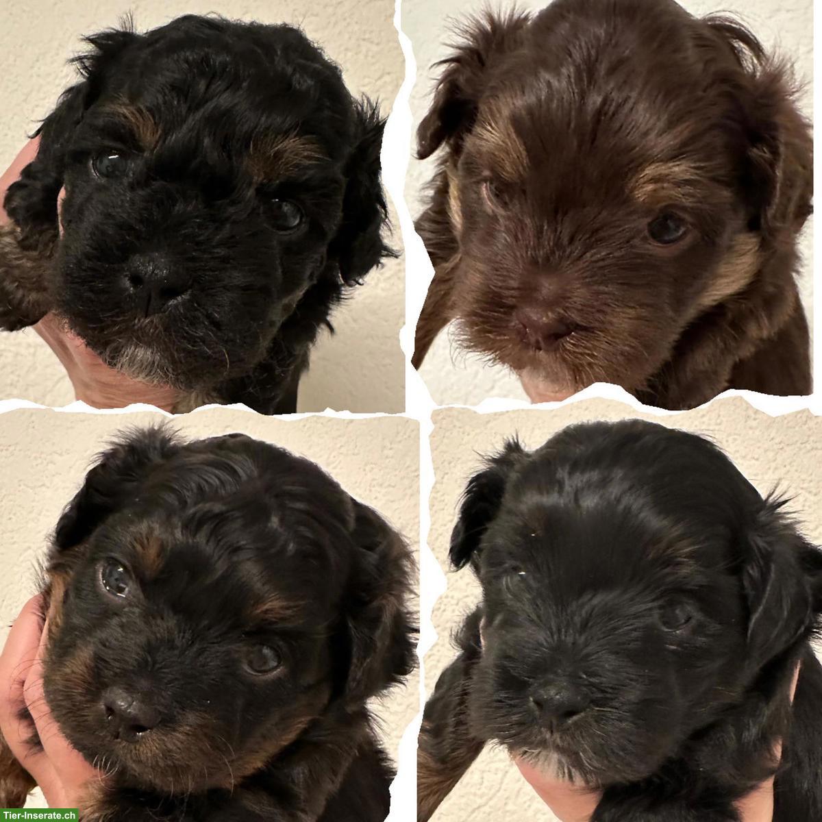 Aufgestellte Bolonka Zwetna Welpen, 2 Rüden, 2 Hündinnen