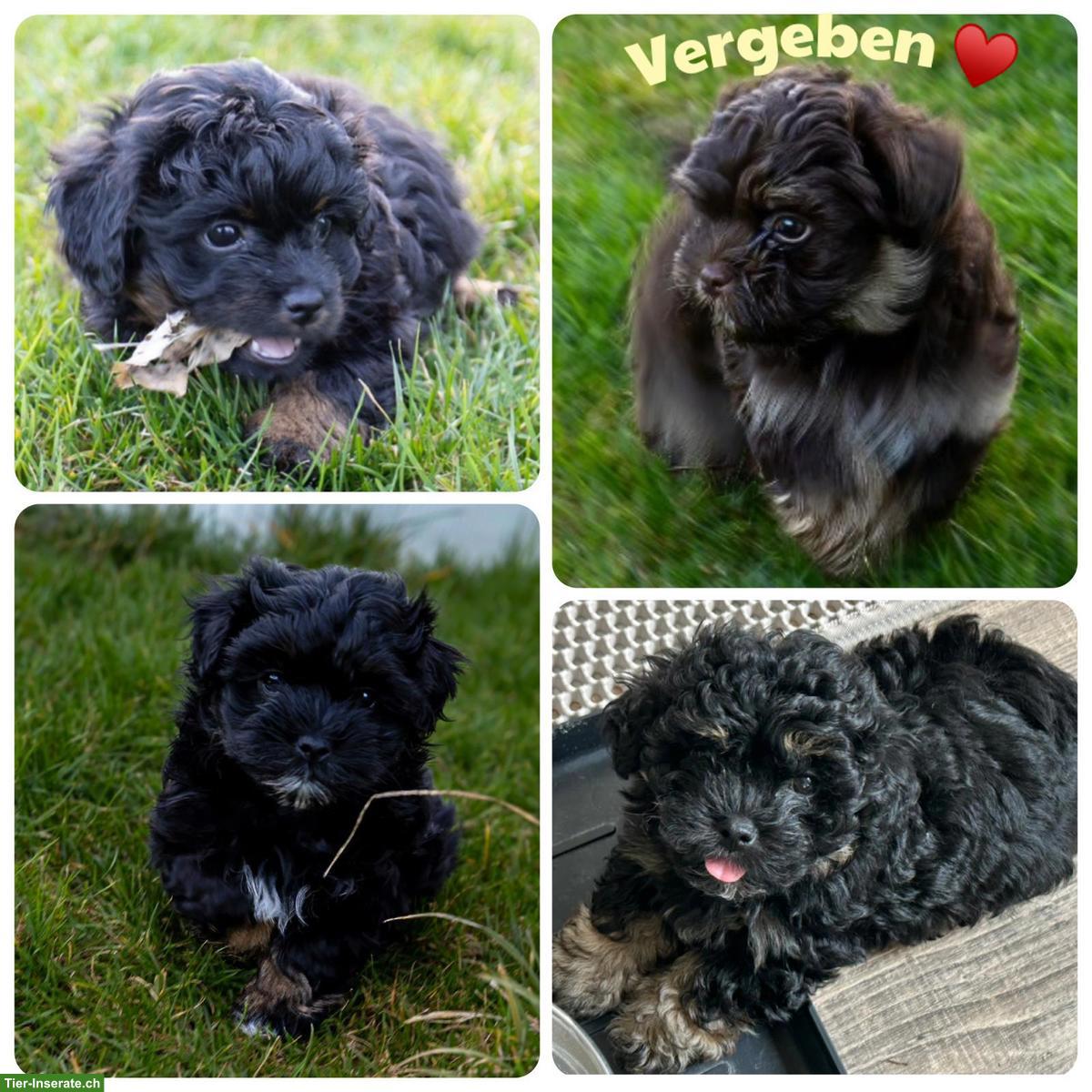 Bild 2: Aufgestellte Bolonka Zwetna Welpen, 2 Rüden, 2 Hündinnen