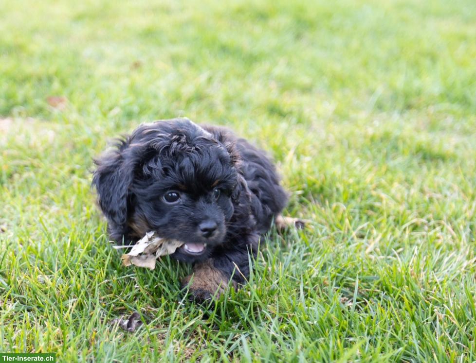 Bild 3: Aufgestellte Bolonka Zwetna Welpen, 2 Rüden, 2 Hündinnen