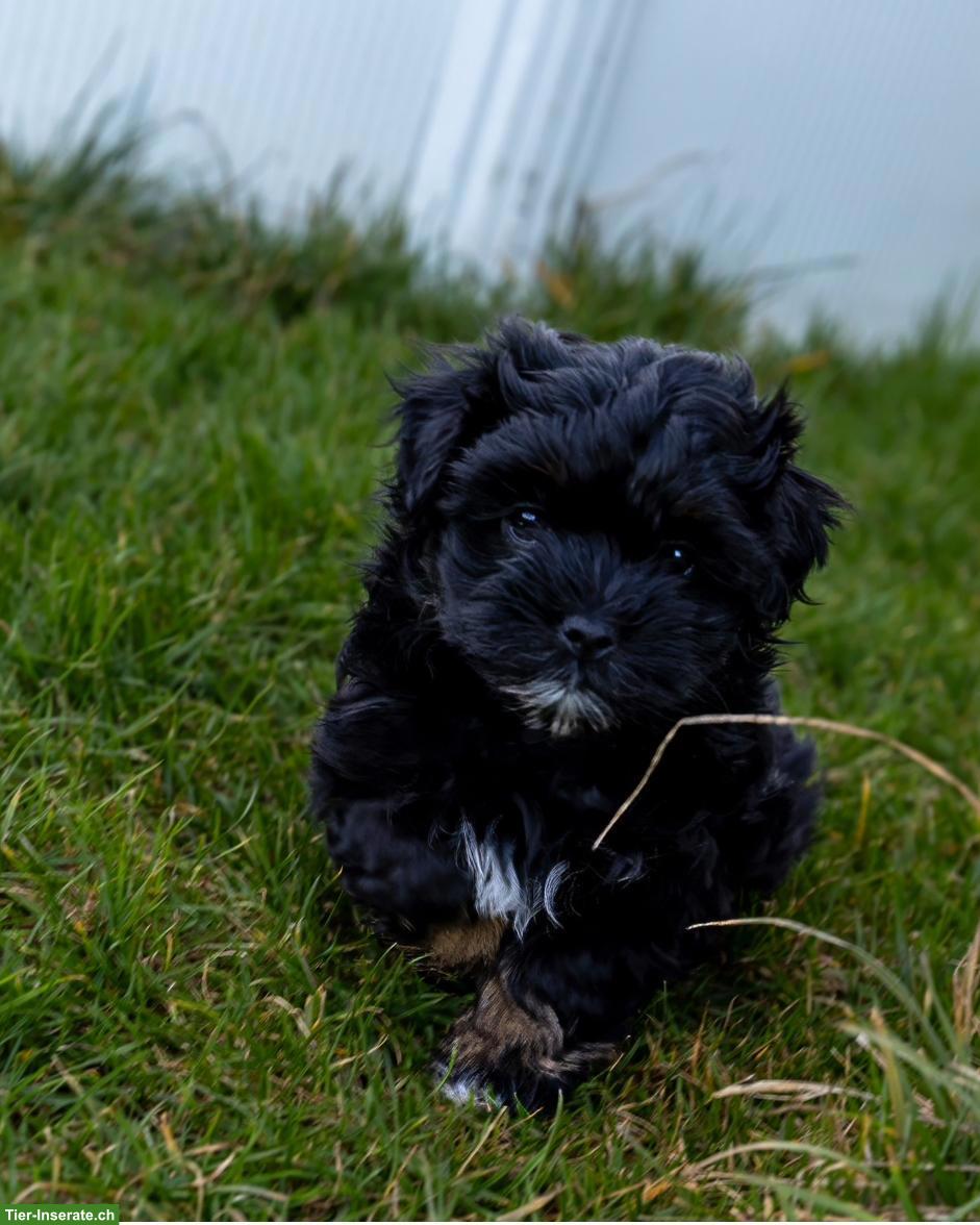 Bild 4: Aufgestellte Bolonka Zwetna Welpen, 2 Rüden, 2 Hündinnen