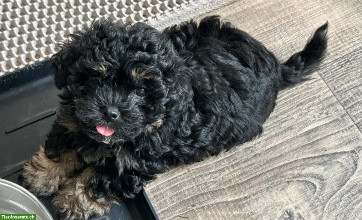 Bild 5: Aufgestellte Bolonka Zwetna Welpen, 2 Rüden, 2 Hündinnen