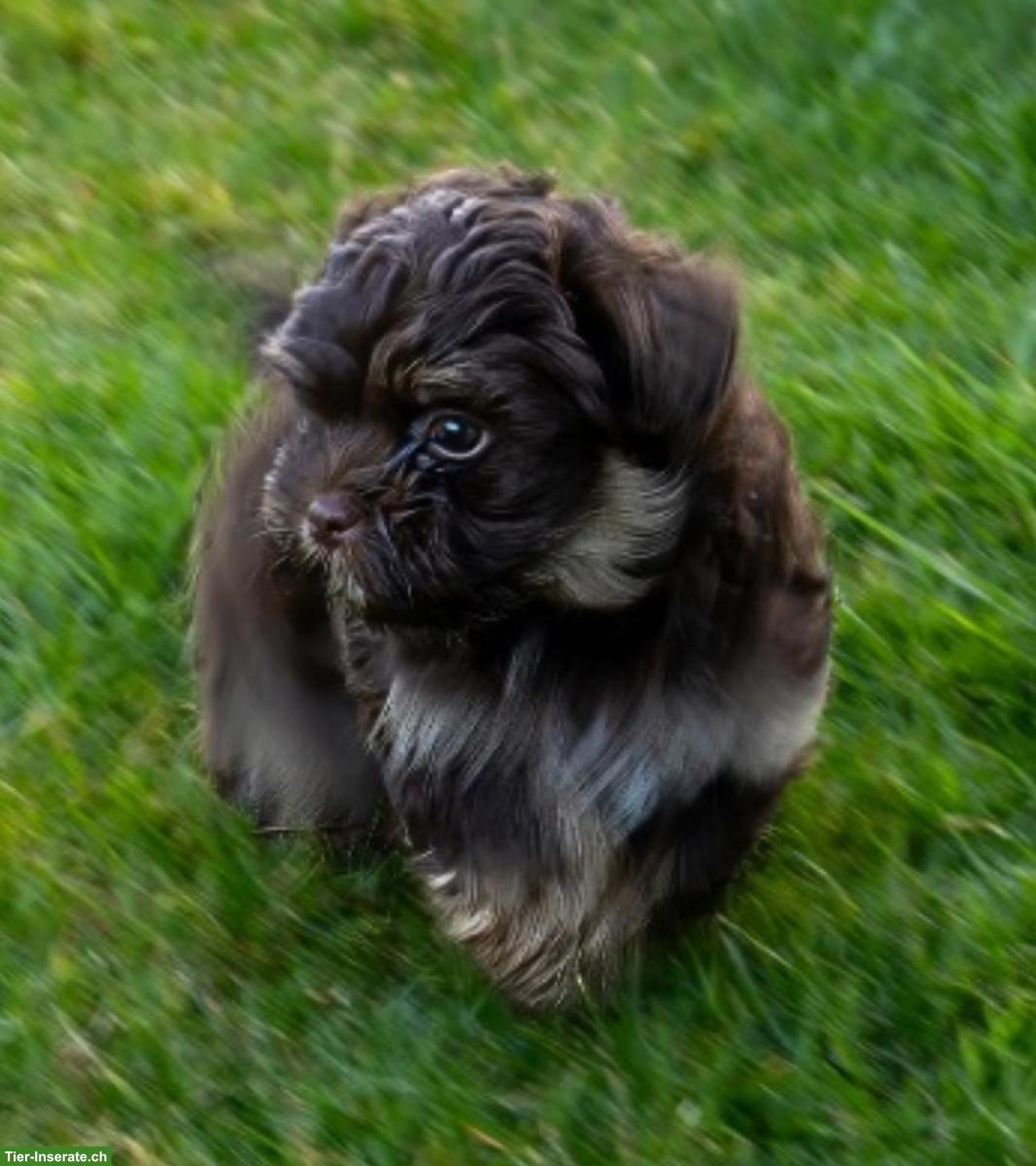 Bild 6: Aufgestellte Bolonka Zwetna Welpen, 2 Rüden, 2 Hündinnen