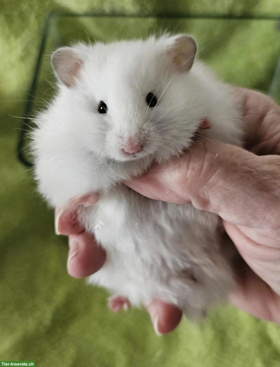 Junger Teddyhamster abzugeben