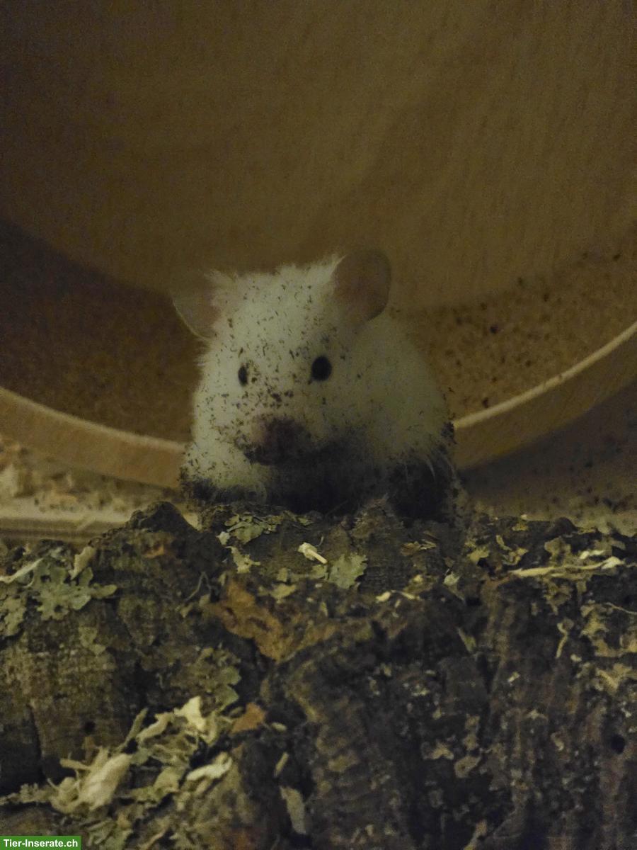 Bild 2: Junger Teddyhamster abzugeben