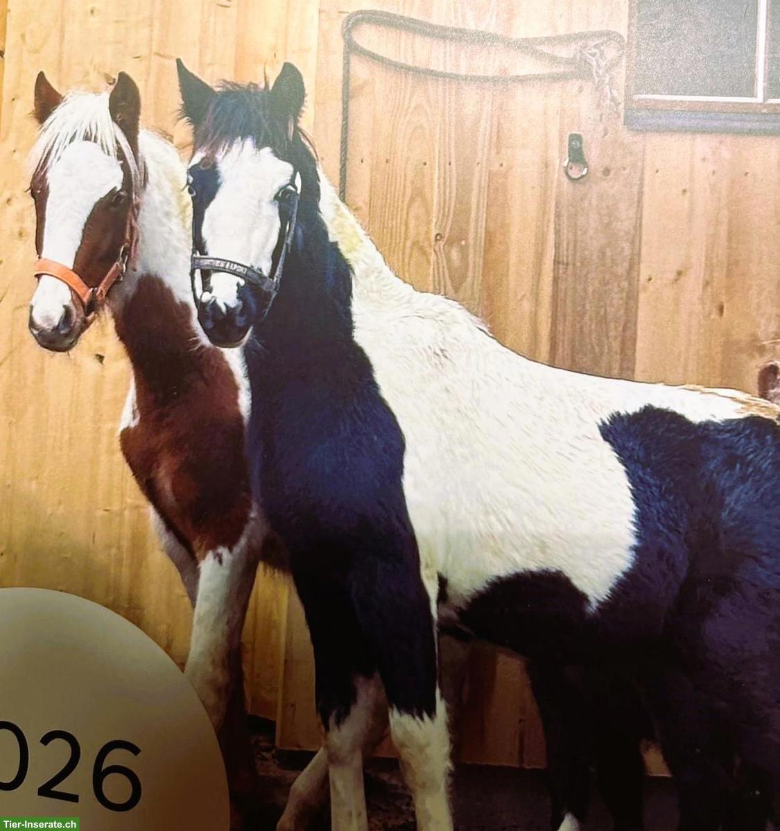 American Shetland Pony Fohlen zu verkaufen