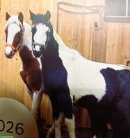 American Shetland Pony Fohlen zu verkaufen