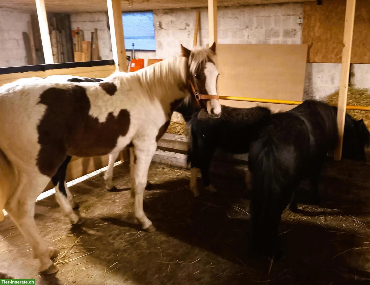 Bild 2: American Shetland Pony Fohlen zu verkaufen