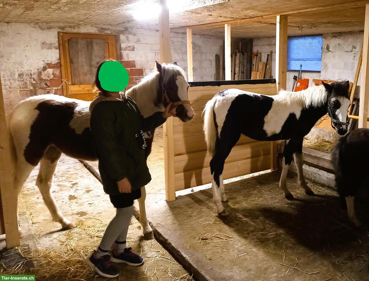 Bild 3: American Shetland Pony Fohlen zu verkaufen